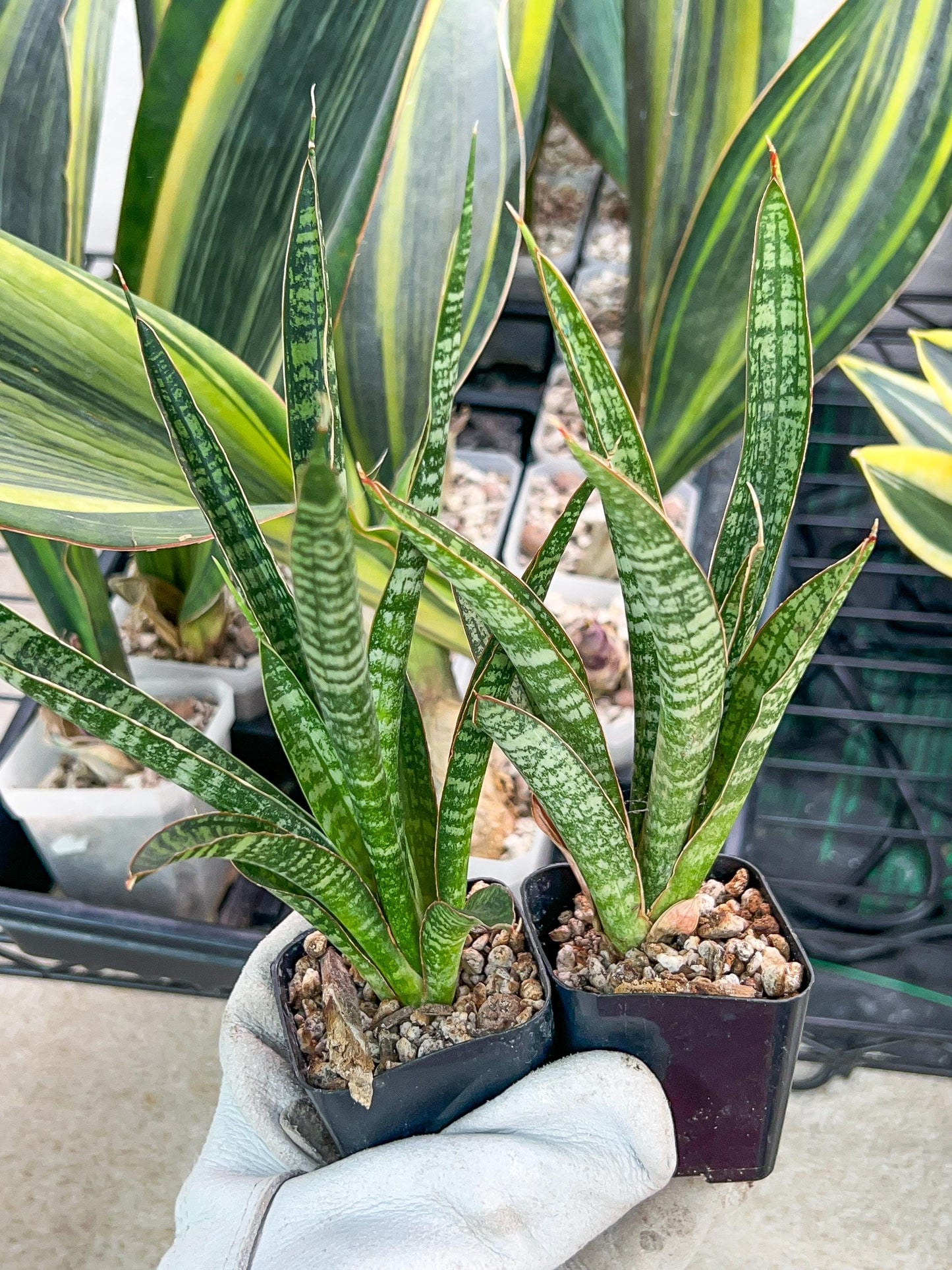 Sansevieria Zeebra Fireworks (#AC29) | Imported Hybrid | 2" Pots