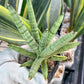 Sansevieria Snow Boy (AC34) | Imported Snake Plant | 2" Pots