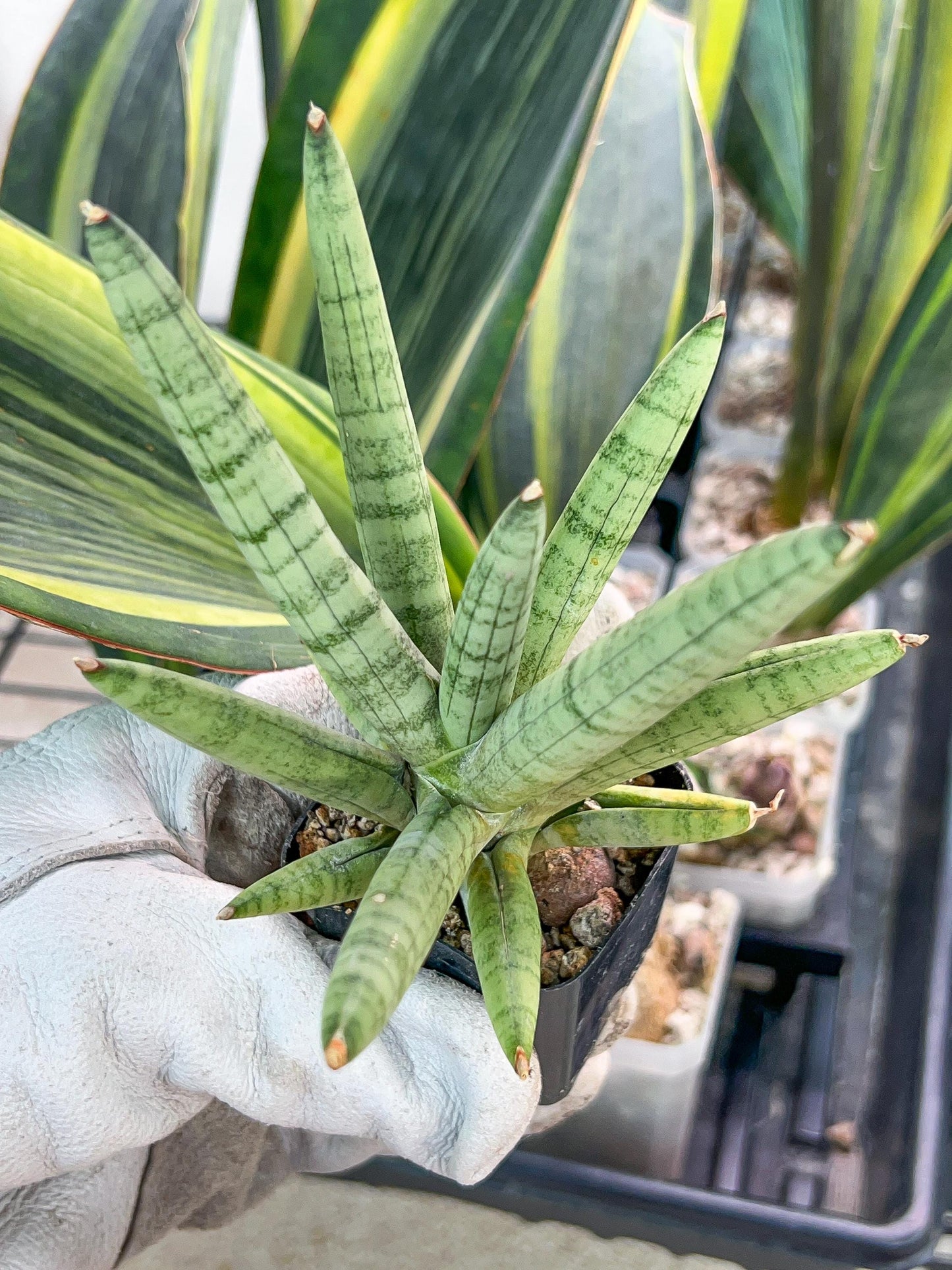 Sansevieria Snow Boy (AC34) | Imported Snake Plant | 2" Pots