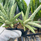 Sansevieria Snow Boy (AC34) | Imported Snake Plant | 2" Pots