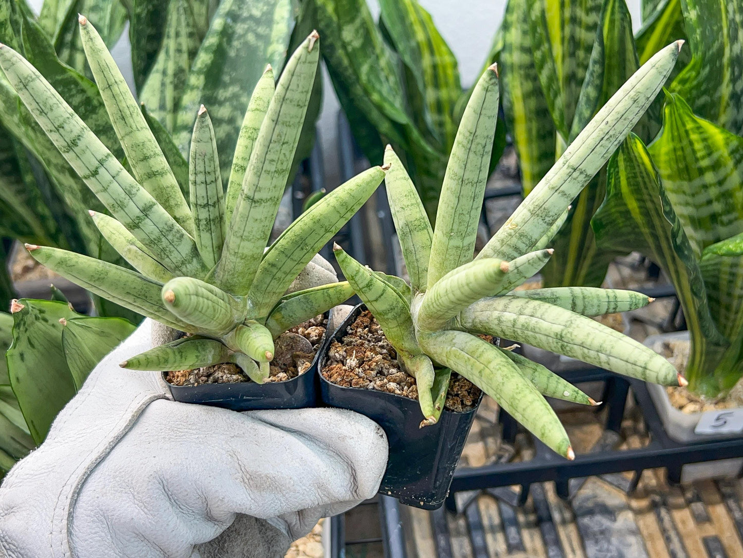 Sansevieria Snow Boy (AC34) | Imported Snake Plant | 2" Pots