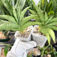 Sansevieria Macaw Hybrid (#AC13) | Rare Imported | In 2Inch Planter