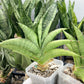 Sansevieria Macaw Hybrid (#AC13) | Rare Imported | In 2Inch Planter