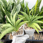 Sansevieria Macaw Hybrid (#AC13) | Rare Imported | In 2Inch Planter