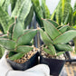 Sansevieria Bilbao (#AC42) | Imported Indoor Snake Plant | 2" Planter