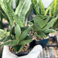 Sansevieria Bilbao (#AC42) | Imported Indoor Snake Plant | 2" Planter