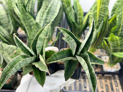 Sansevieria Phanphet (#AC) | Imported Indoor Snake Plant | 2" Planter