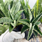 Sansevieria Phanphet (#AC) | Imported Indoor Snake Plant | 2" Planter