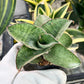 Sansevieria CH Angle Rose (#AC46) | Imported | Limited