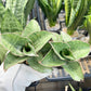 Sansevieria CH Angle Rose (#AC46) | Imported | Limited