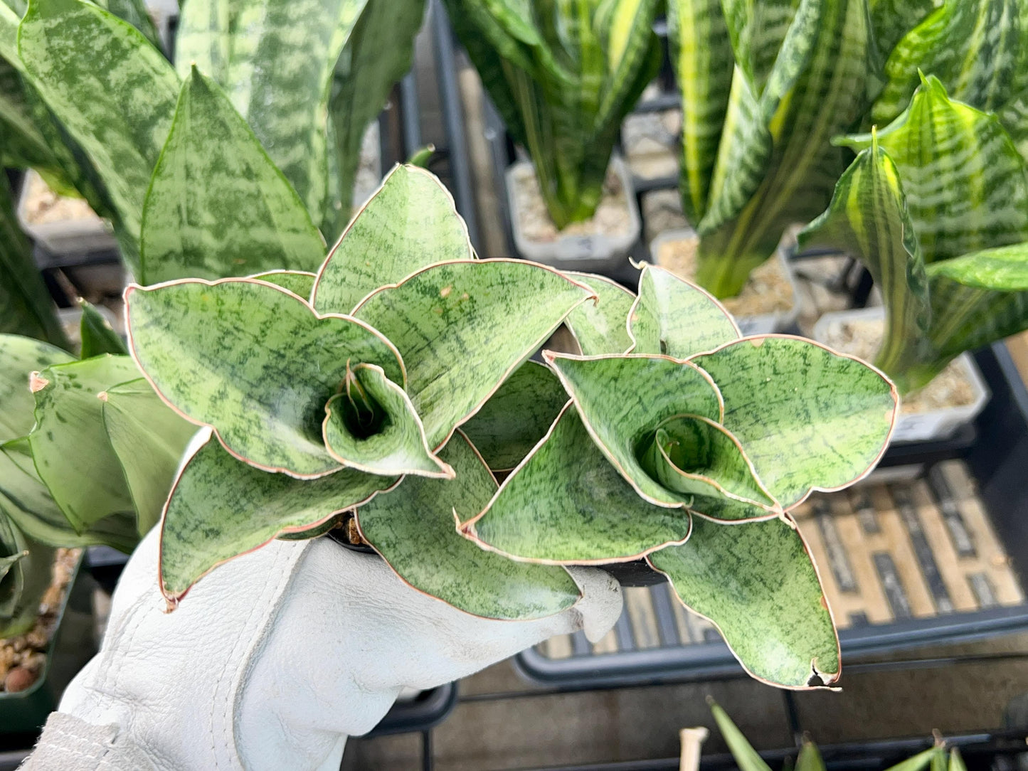 Sansevieria CH Angle Rose (#AC46) | Imported | Limited