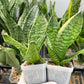 Sansevieria Hahnii Gilt Edge (#RA3) | Imported Plants | 2" Planter