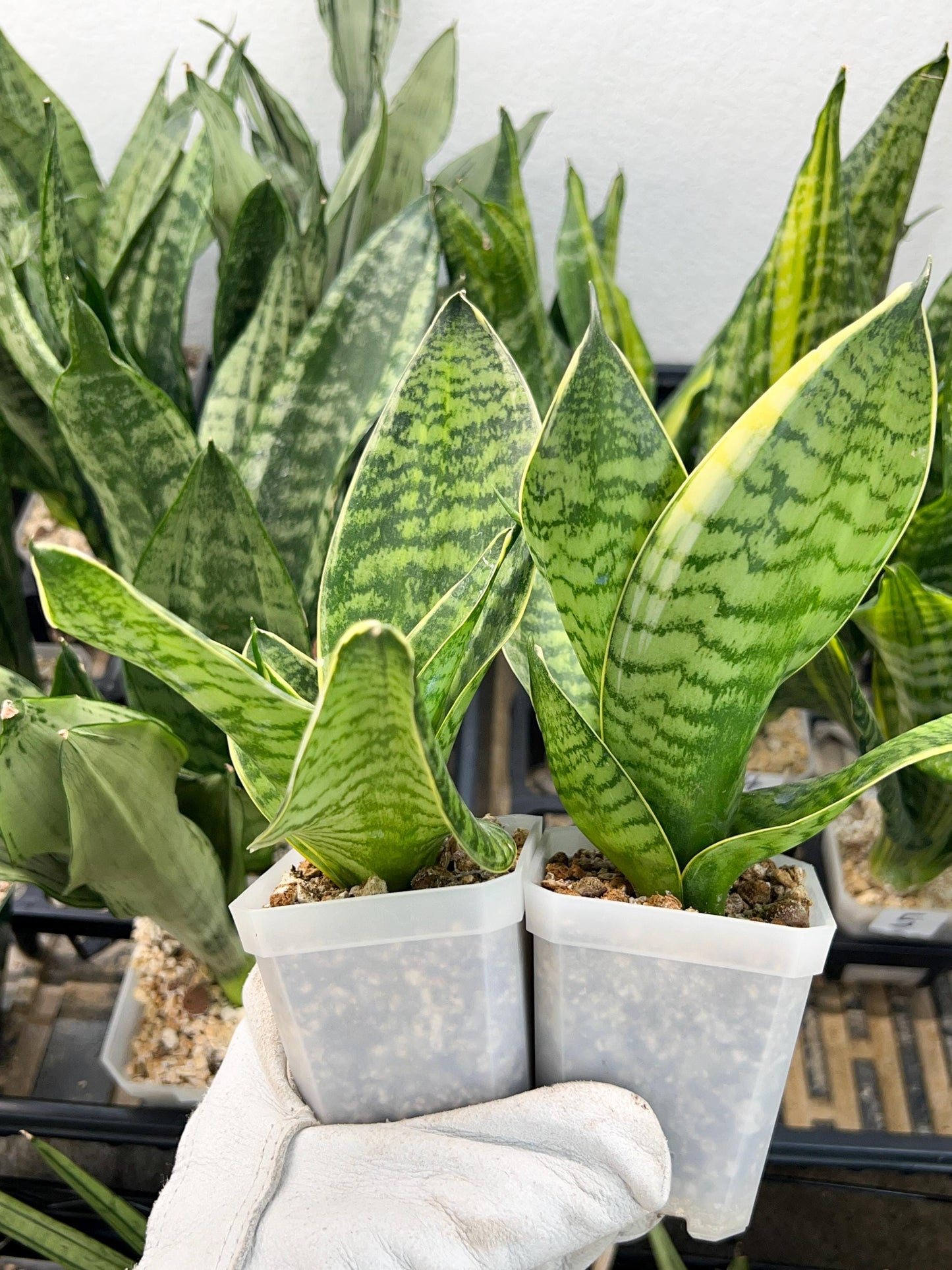 Sansevieria Hahnii Gilt Edge (#RA3) | Imported Plants | 2" Planter