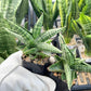 Sansevieria CH Tozlu (#AC58) | Rare Imported | 2" pot