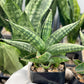 Sansevieria CH Tozlu (#AC58) | Rare Imported | 2" pot