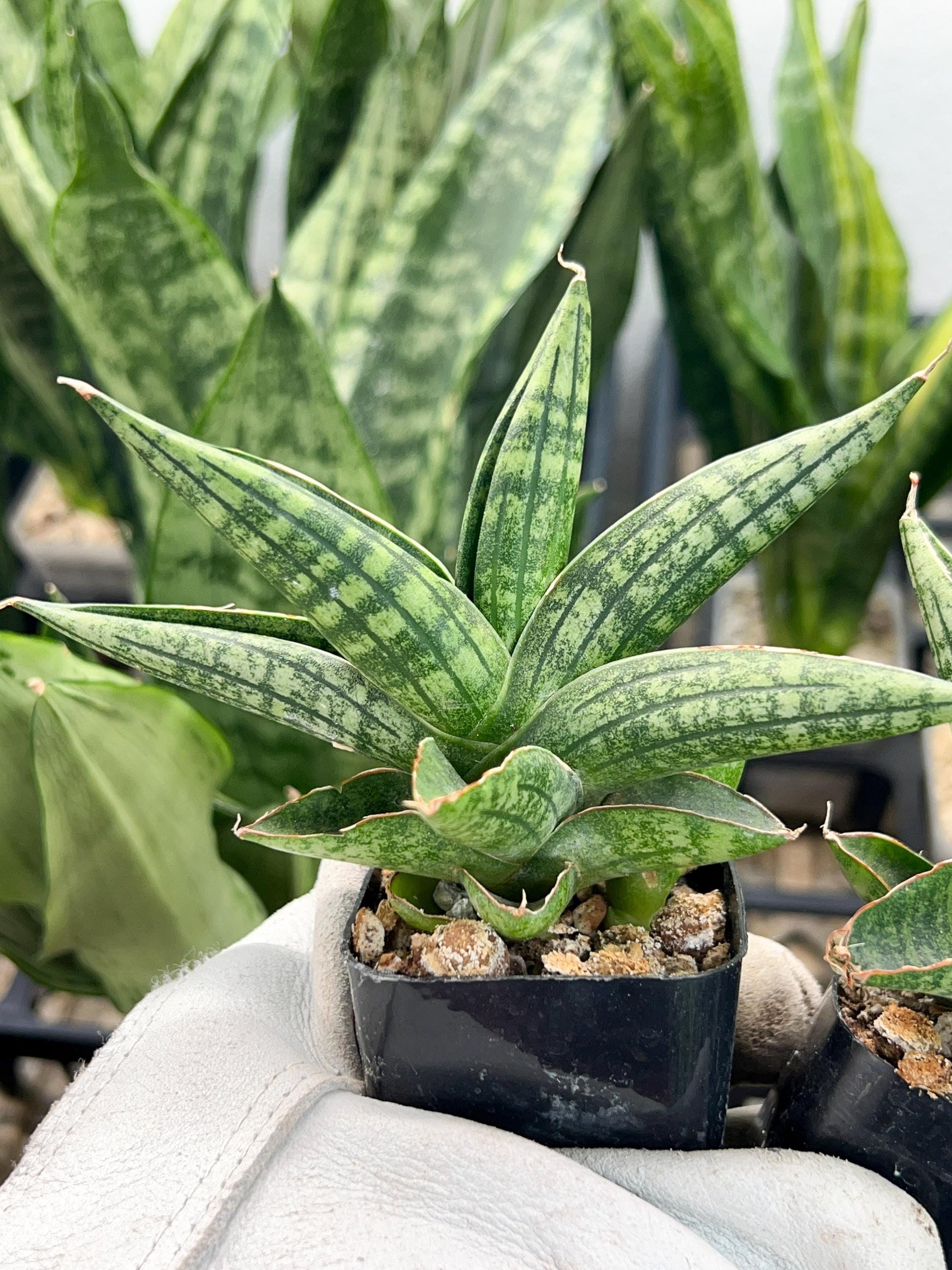 Sansevieria CH Tozlu (#AC58) | Rare Imported | 2" pot