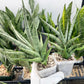 Sansevieria Dife blue (#AC63) | New Imported Hybrids | 2" Pot