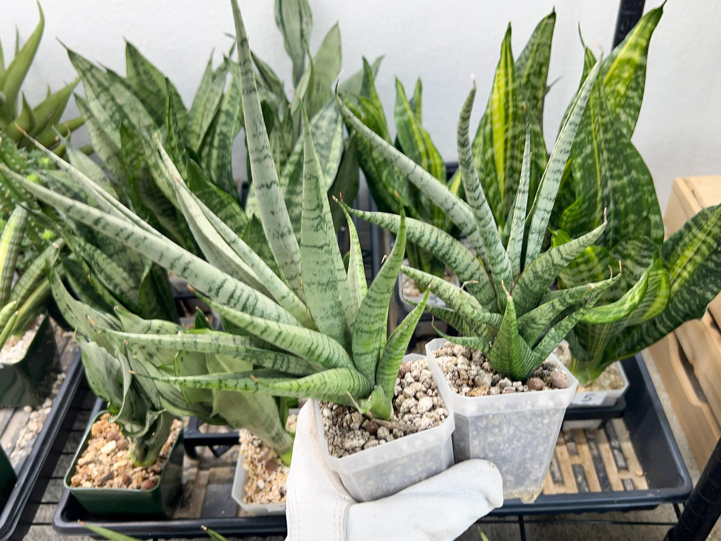 Sansevieria Dife blue (#AC63) | New Imported Hybrids | 2" Pot