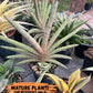 Sansevieria Pink Hand (#AC54) | Imported | Limited Amount | 2.5" pot