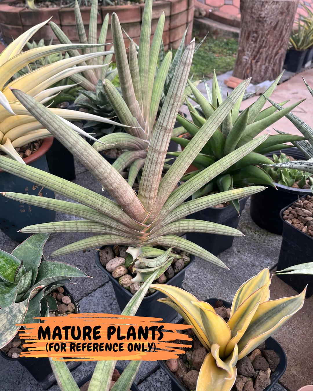Sansevieria Pink Hand (ca1) (g) | Rare Hybrids