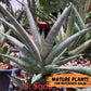 Sanseviri Soda (#AC11) | New Imported Hybrids | 2" Pot