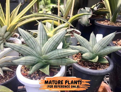 Sansevieria Toob (#AC14) | Rare Imported House Plants | Rare Hybrids