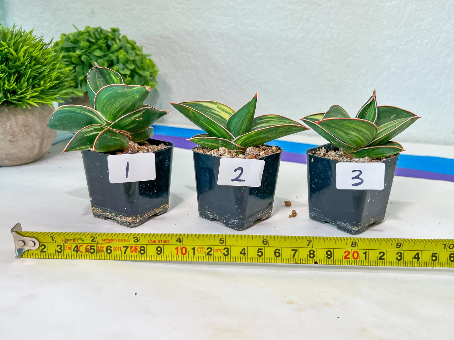 Sansevieria Samurai Var ups | Choose Your Own Plants