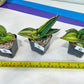 Sansevieria Samurai Var ups | Choose Your Own Plants