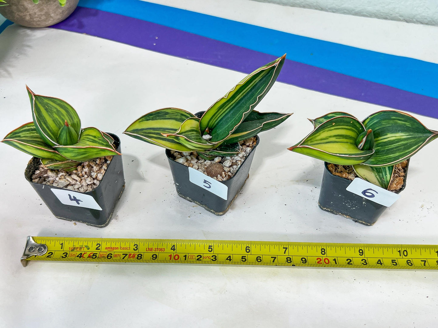 Sansevieria Samurai Var ups | Choose Your Own Plants