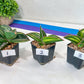 Sansevieria Samurai Var ups | Choose Your Own Plants