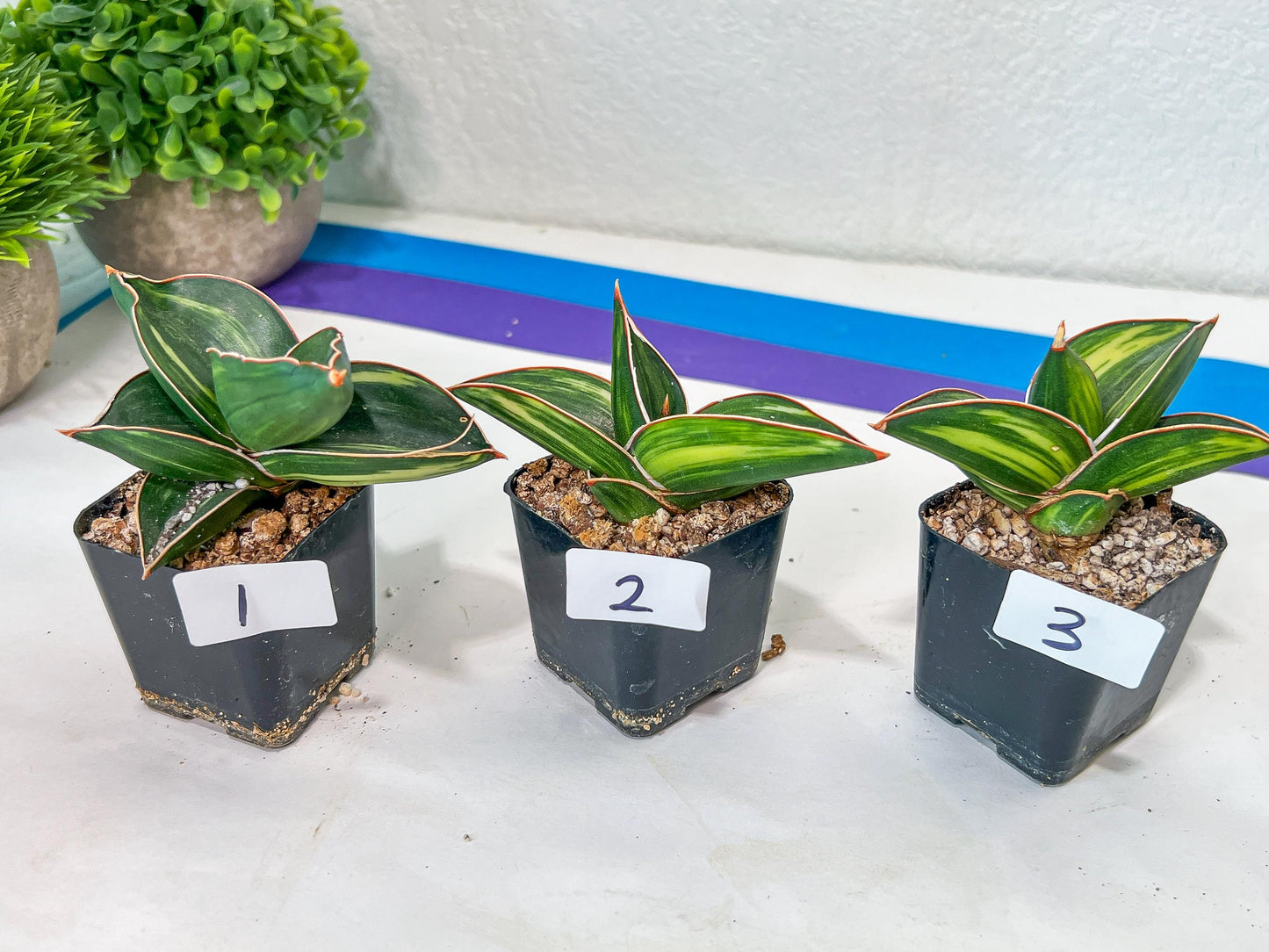 Sansevieria Samurai Var ups | Choose Your Own Plants