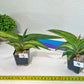 Sansevieria Robusta Variegated | Choose Your Own Rare Plants