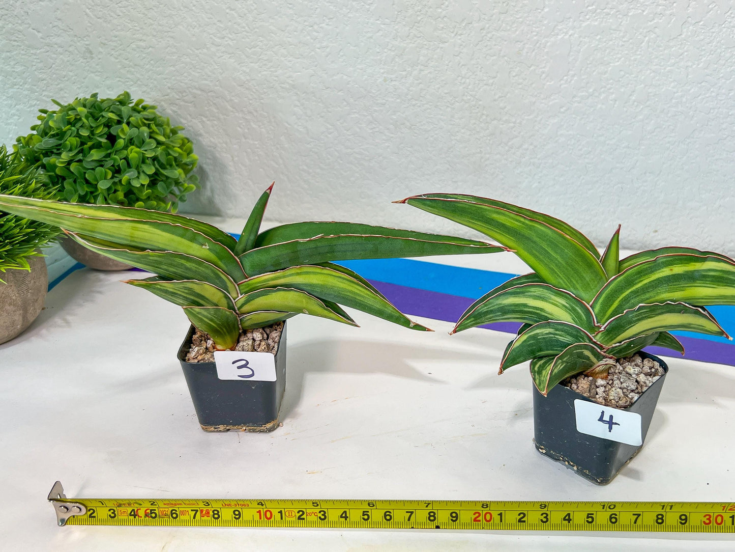 Sansevieria Robusta Variegated | Choose Your Own Rare Plants