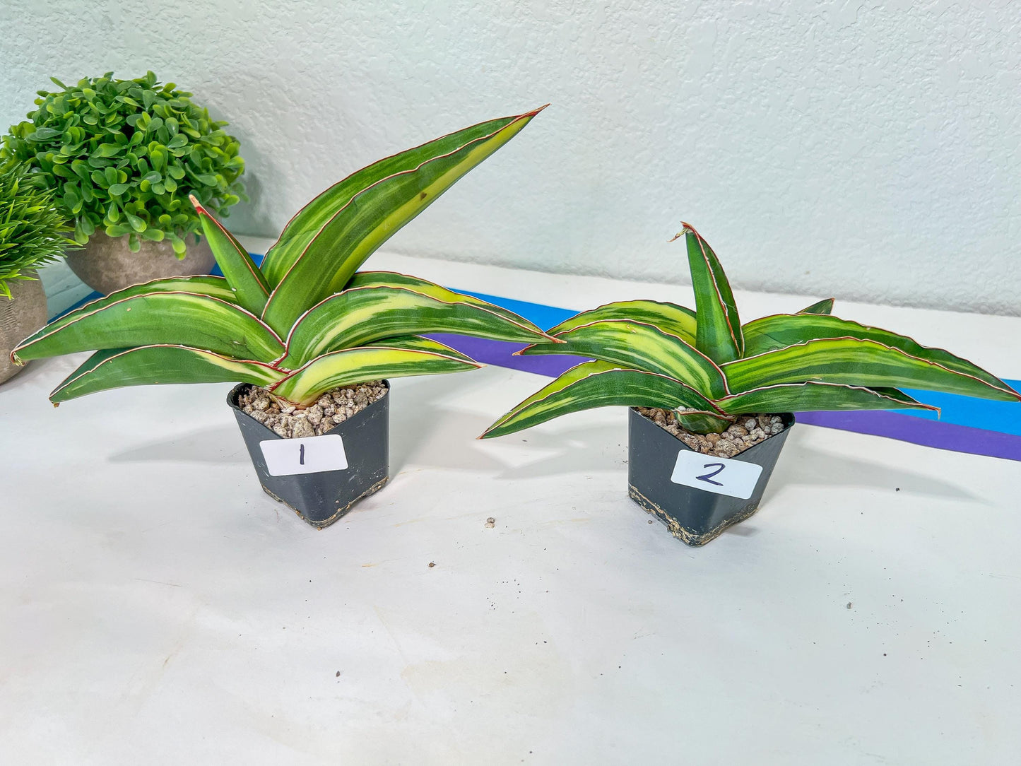 Sansevieria Robusta Variegated | Choose Your Own Rare Plants