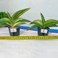 Sansevieria Robusta Variegated | Choose Your Own Rare Plants