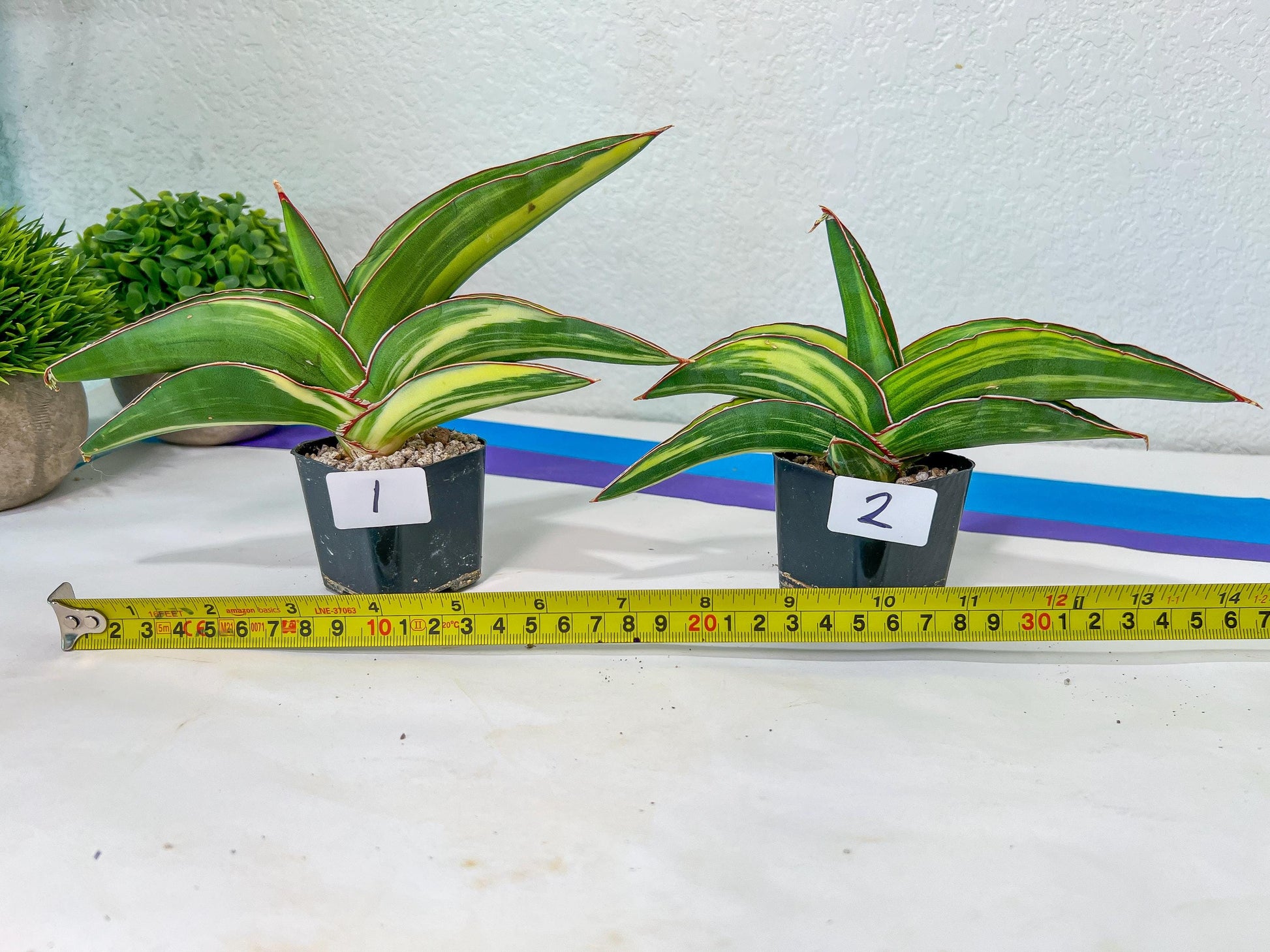 Sansevieria Robusta Variegated | Choose Your Own Rare Plants