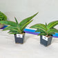 Sansevieria Robusta Variegated | Choose Your Own Rare Plants