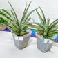 Sansevieria Crown up | Pick Your Own Imported Plant