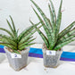 Sansevieria Crown up | Pick Your Own Imported Plant