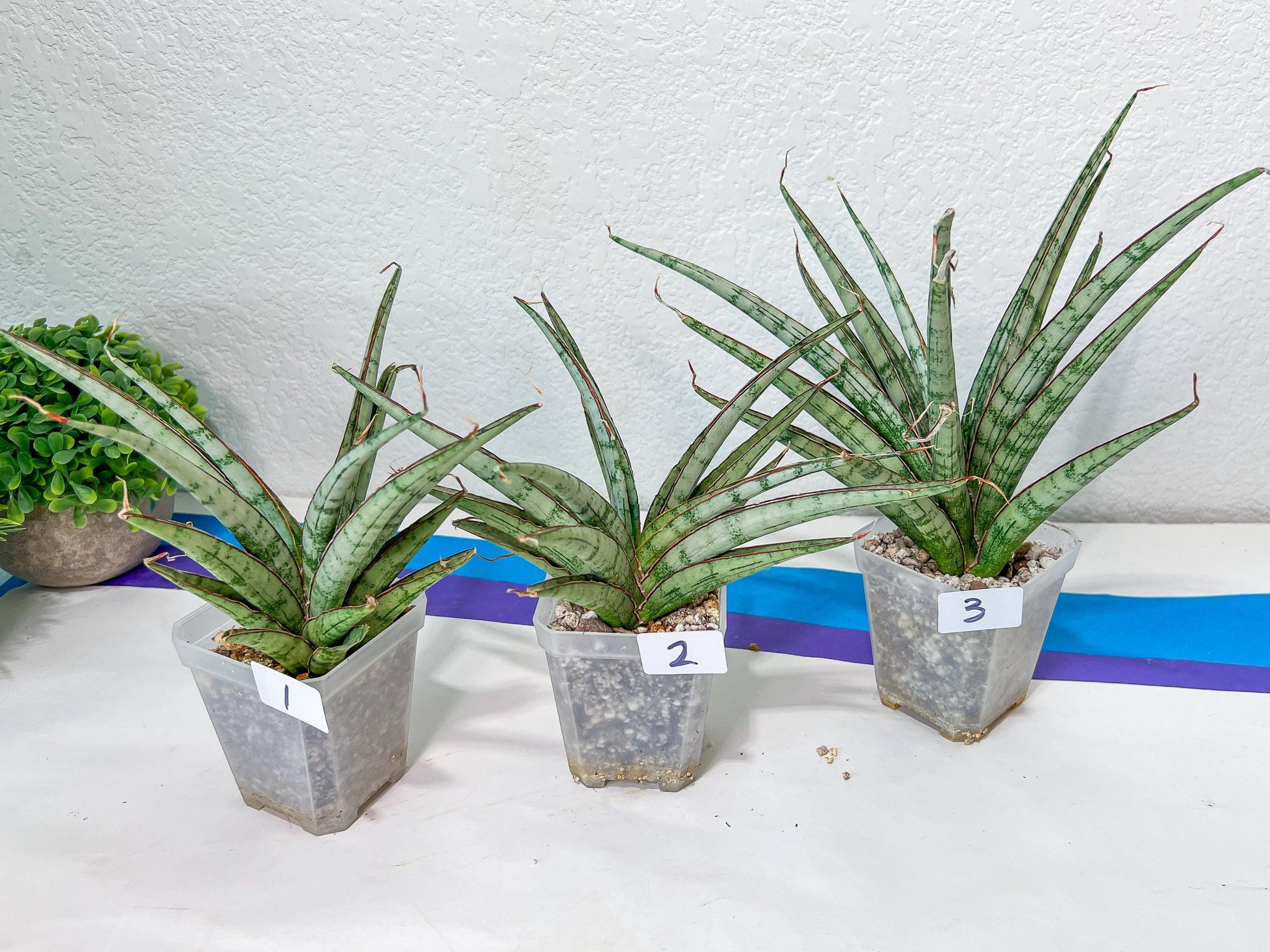 Sansevieria Crown up | Pick Your Own Imported Plant