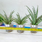 Sansevieria Crown up | Pick Your Own Imported Plant