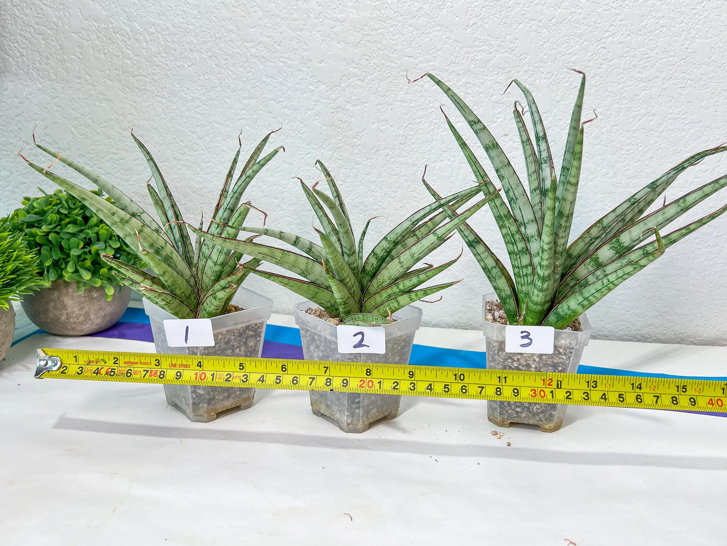 Sansevieria Crown up | Pick Your Own Imported Plant