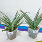 Sansevieria Crown up | Pick Your Own Imported Plant