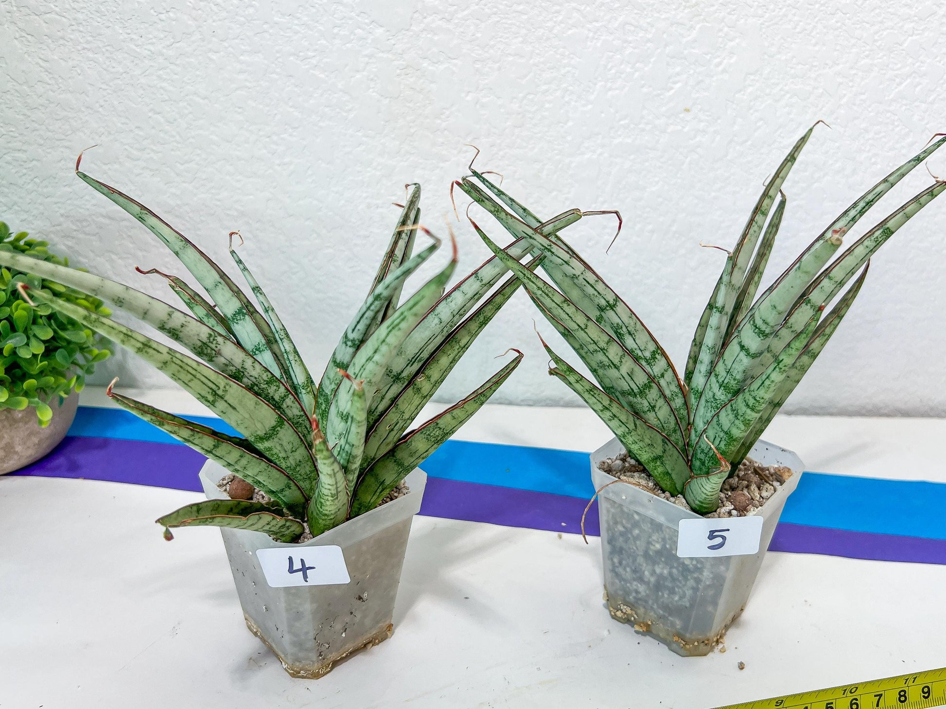 Sansevieria Crown up | Pick Your Own Imported Plant