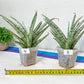 Sansevieria Crown up | Pick Your Own Imported Plant