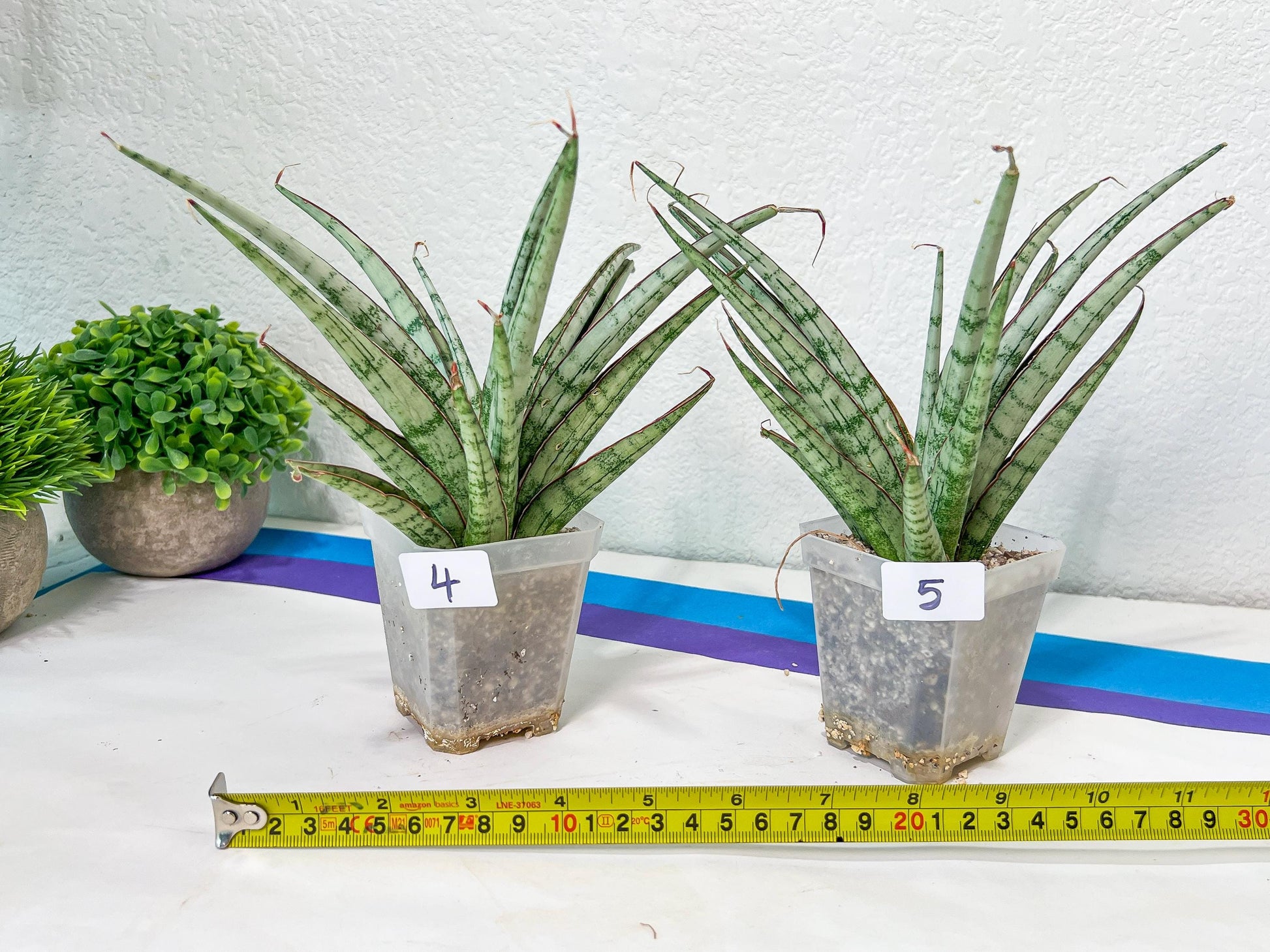 Sansevieria Crown up | Pick Your Own Imported Plant