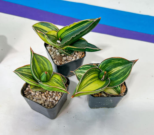 Sansevieria Samurai Var ups | Choose Your Own Plants