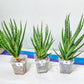 Sansevieria Blue Torch | Choose Your Own Imported Plants