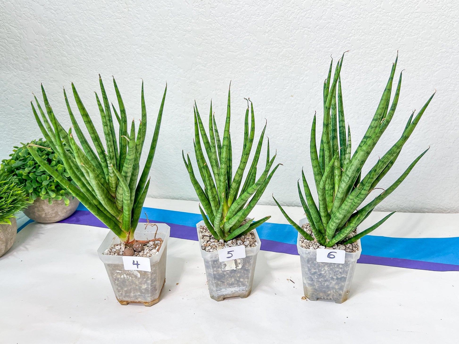 Sansevieria Blue Torch | Choose Your Own Imported Plants