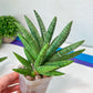 Sansevieria Argento Meloni (#A2) | Imported Plants | Rare Hybrid Species